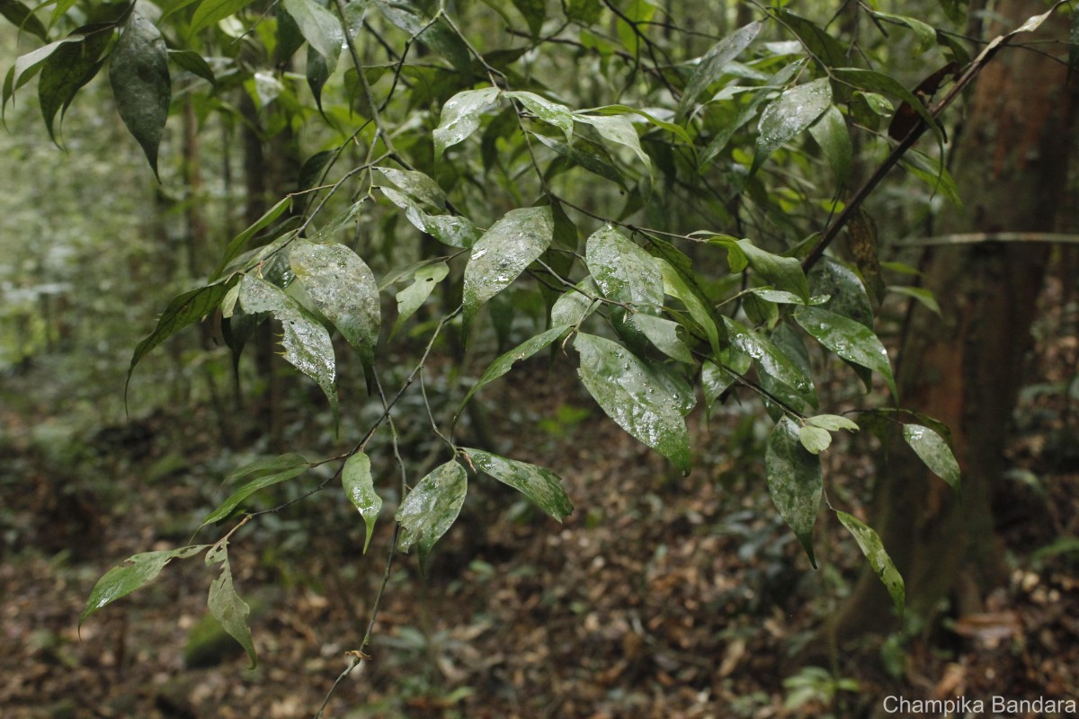 Diospyros acuminata (Thwaites) Kosterm.